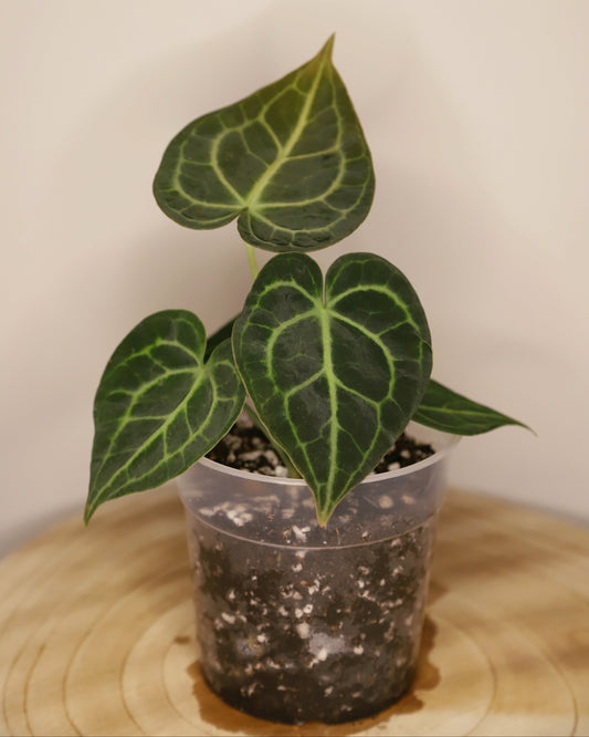 Anthurium Clarinervium