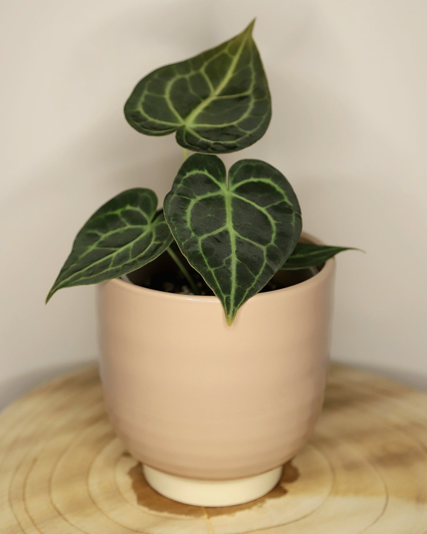 Anthurium Clarinervium