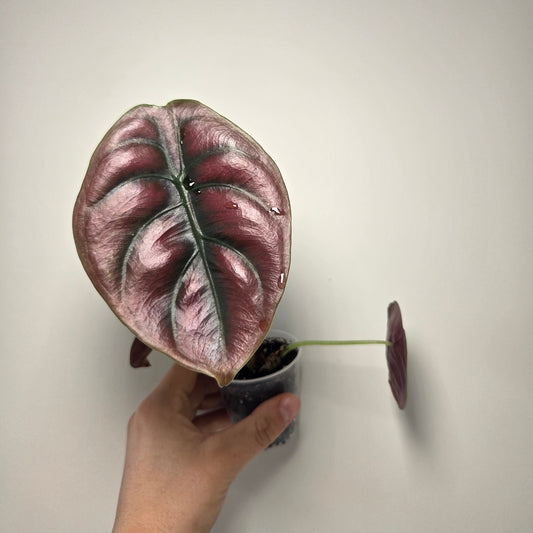 Alocasia Cuprea Red Secret