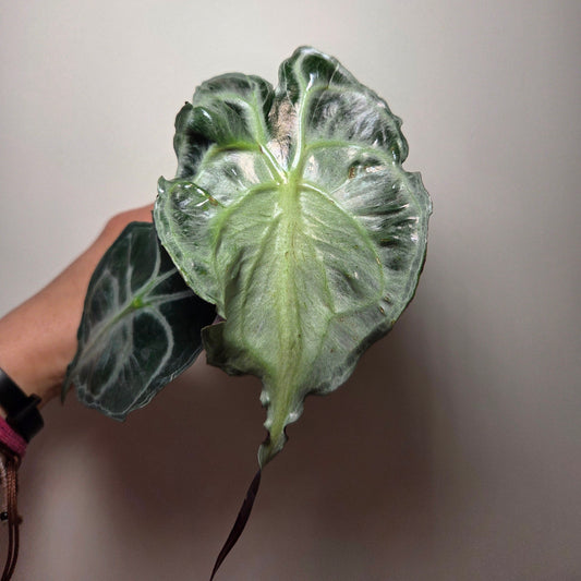 Alocasia Venom