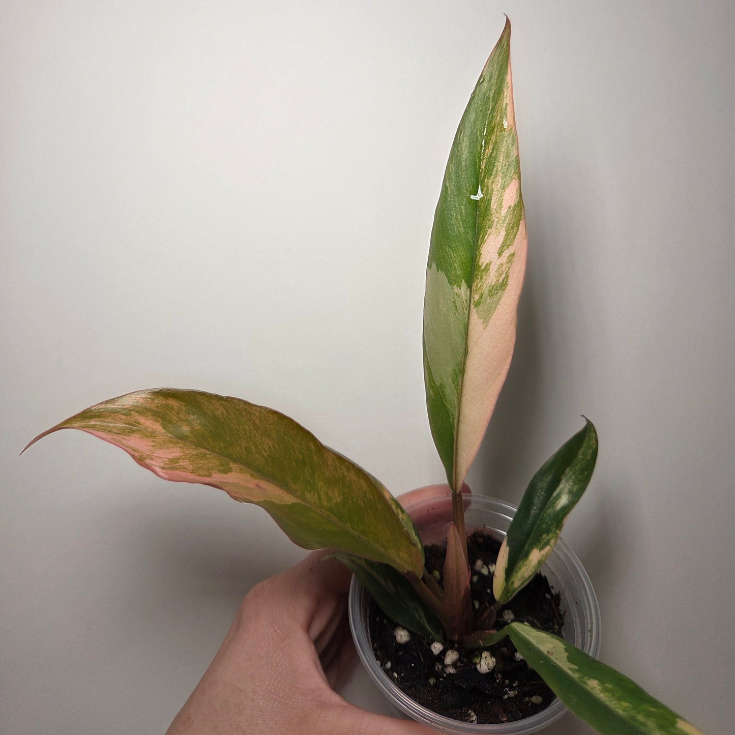 Philodendron caramel marble