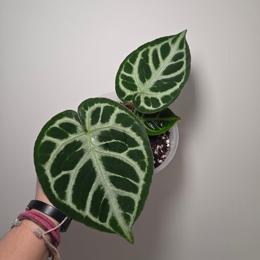 Anthurium Silver Blush M