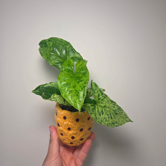 Syngonium mojito + pot