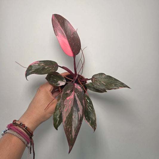 Philodendron Pink Princess