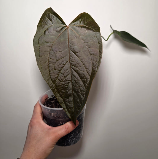 Anthurium queen of heart