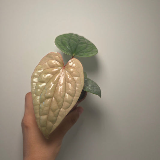 Anthurium Luxurians