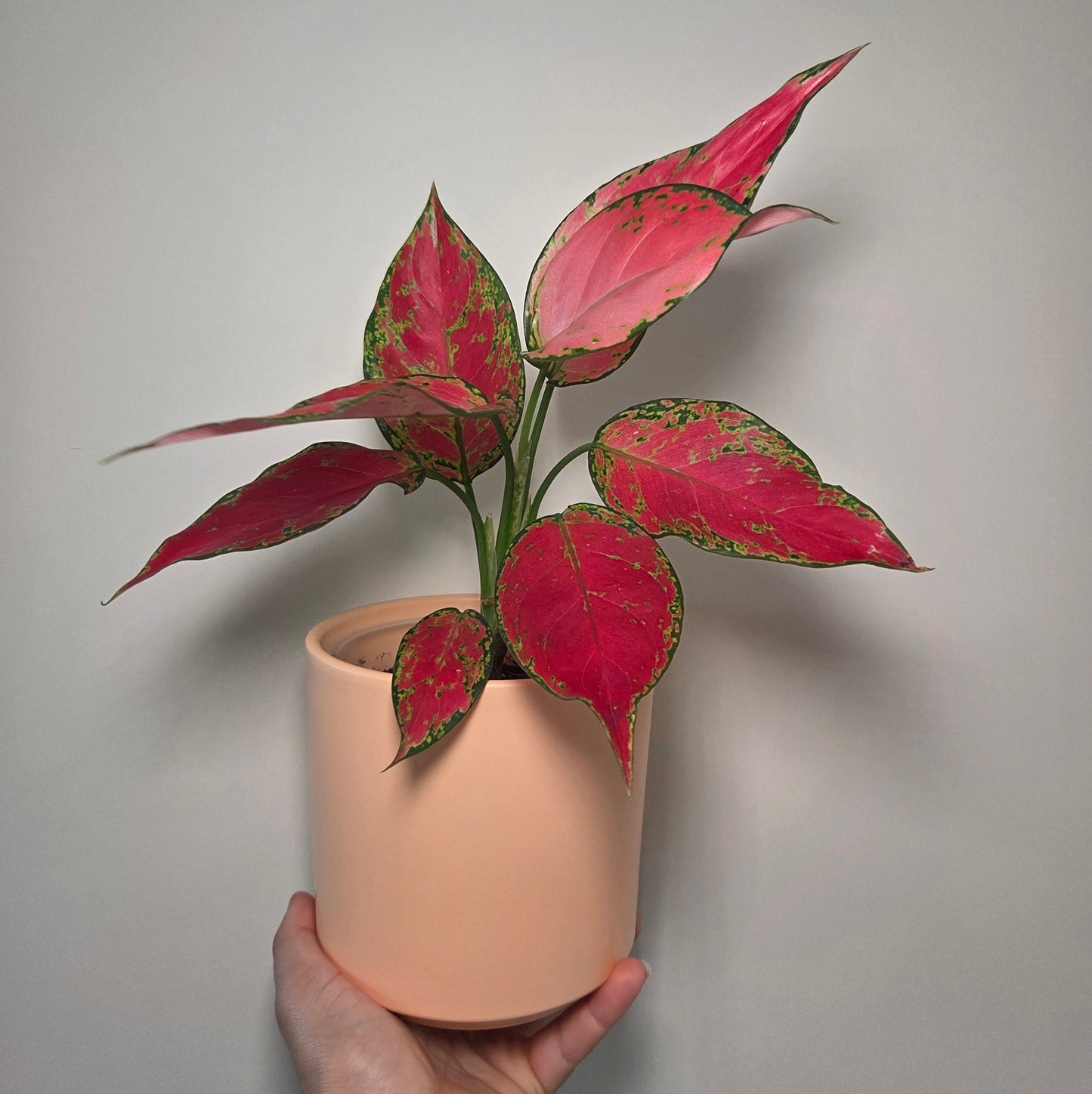 Aglaonema Cherry Baby + pot