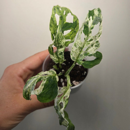 Monstera frozen freckles