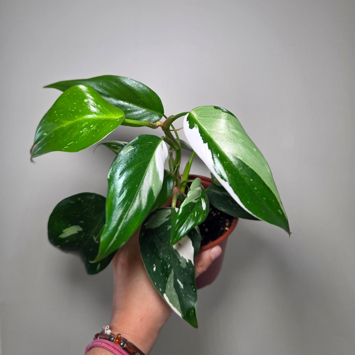 Philodendron white princess