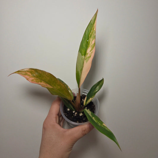 Philodendron caramel marble