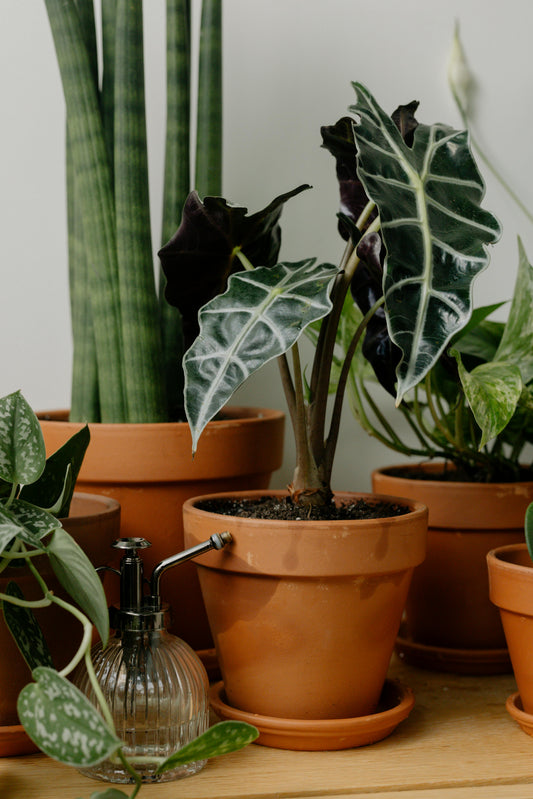 Comment entretenir une Alocasia (guide complet pour éviter les erreurs)