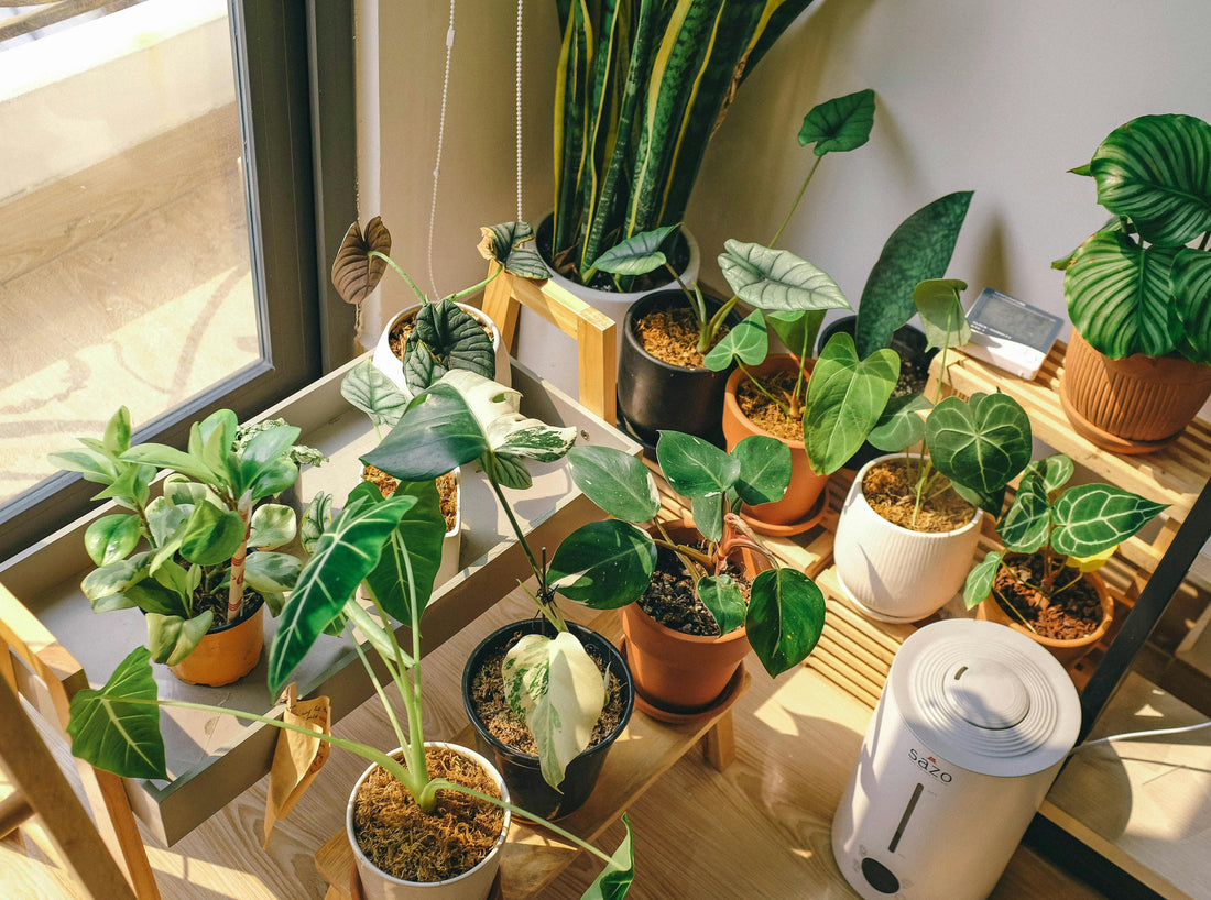 Plantes-intérieur-France