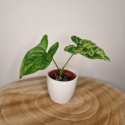Syngonium mojito