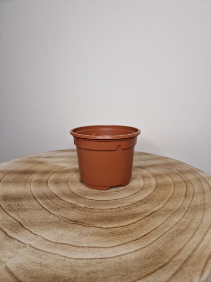 Lot de 5 pots de pépinière