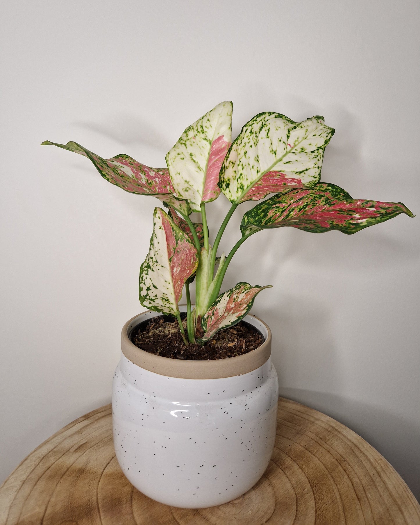 Cache pot Vintage Blanc