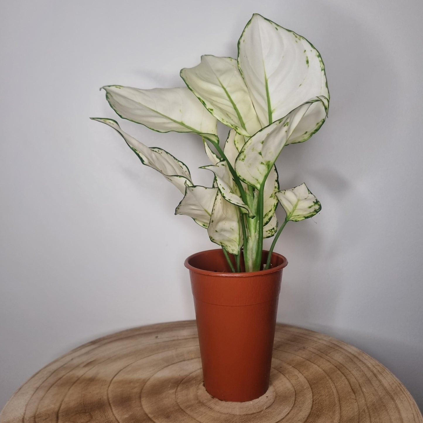 Aglaonéma White Joy