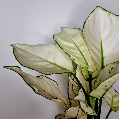 Aglaonéma White Joy