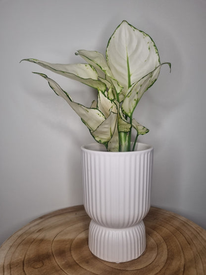 Aglaonéma White Joy