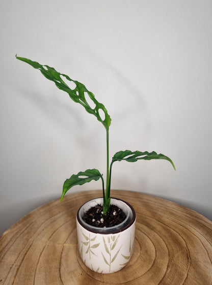 Monstera Obliqua Peru