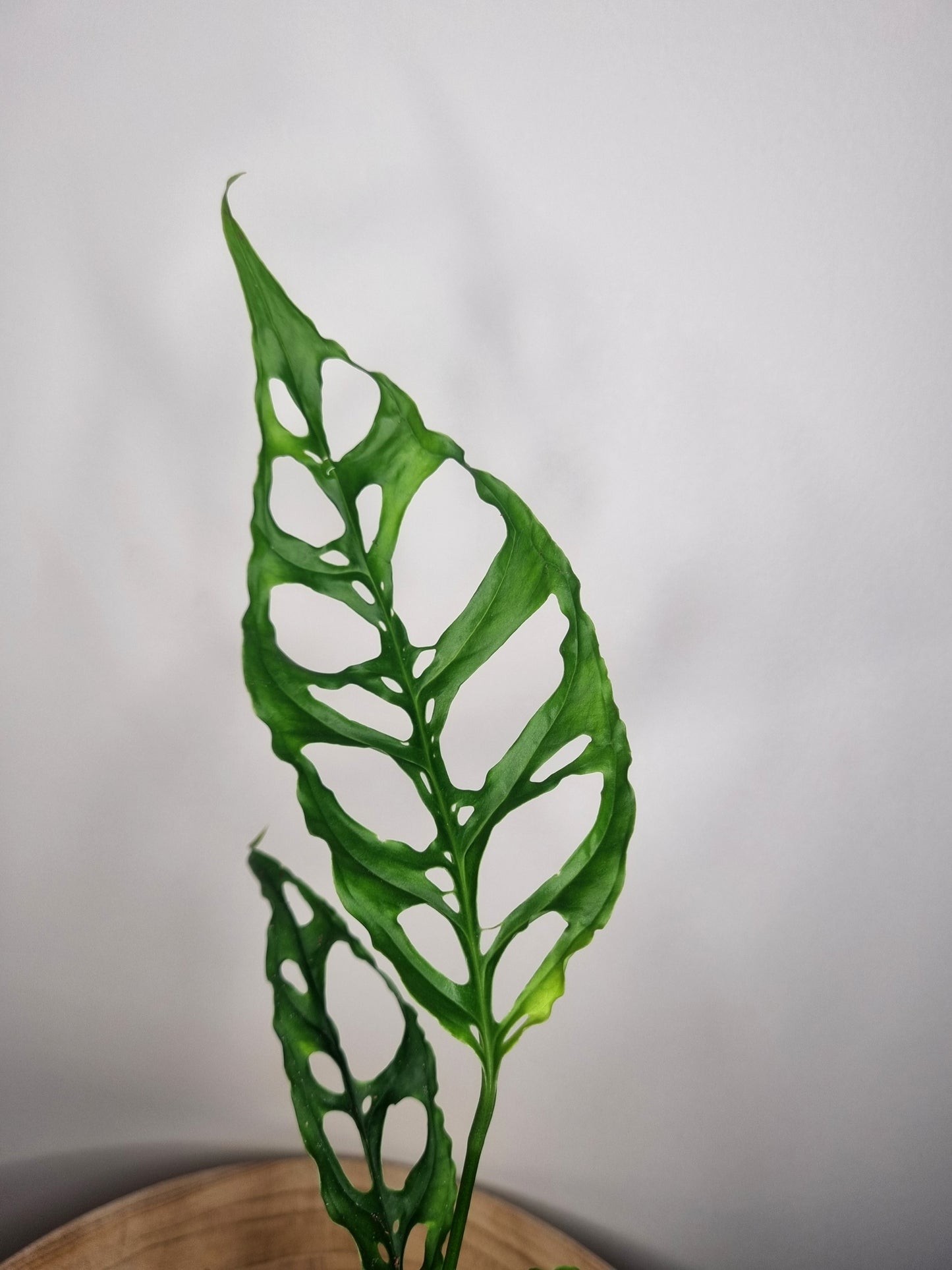 Monstera Obliqua Peru