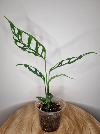Monstera Obliqua Peru