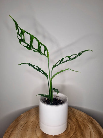 Monstera Obliqua Peru