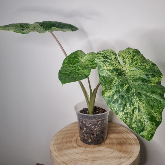 Alocasia Macrorrhiza Splash