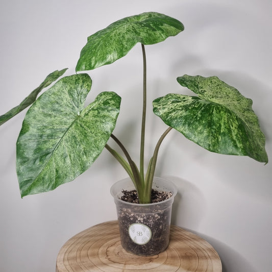 Alocasia Macrorrhiza Splash