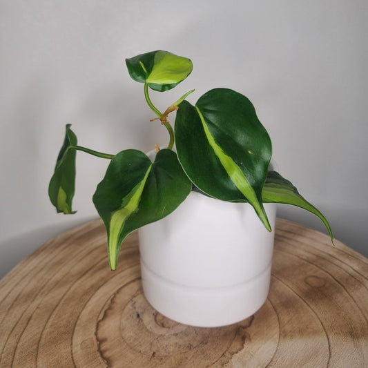 Philodendron Scandens Brasil