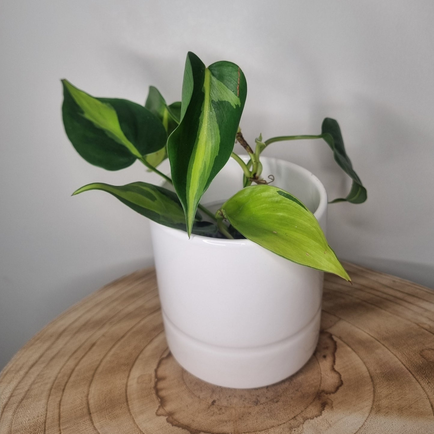 Philodendron Scandens Brasil