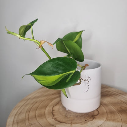Philodendron Scandens Brasil