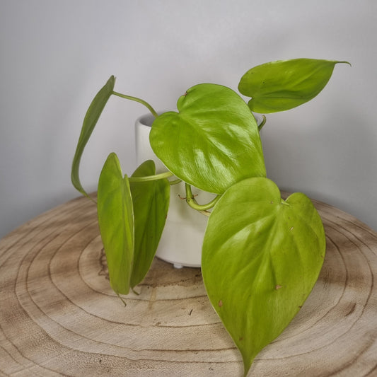 Philodendron Scandens Micans Lime