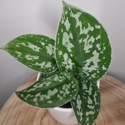 Scindapsus Pictus
