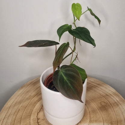 Philodendron Micans