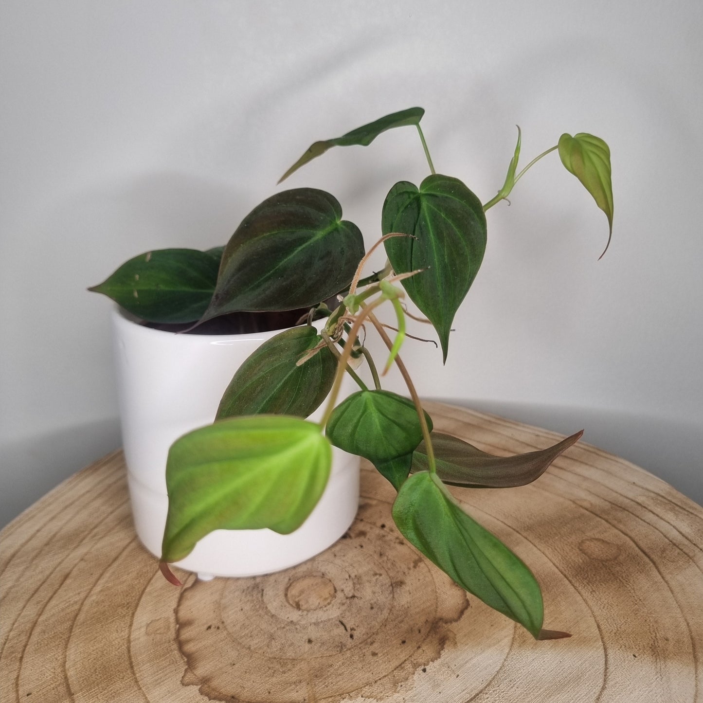 Philodendron Micans