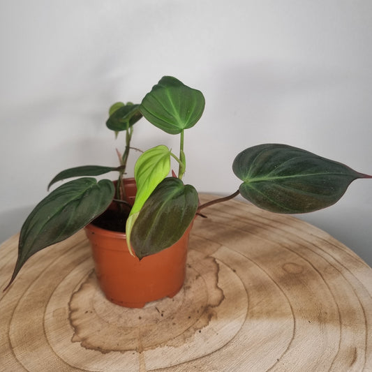 Philodendron Micans