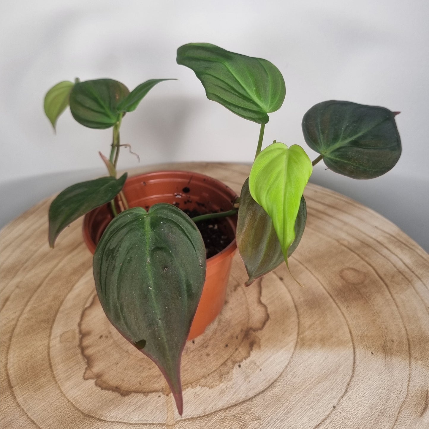 Philodendron Micans