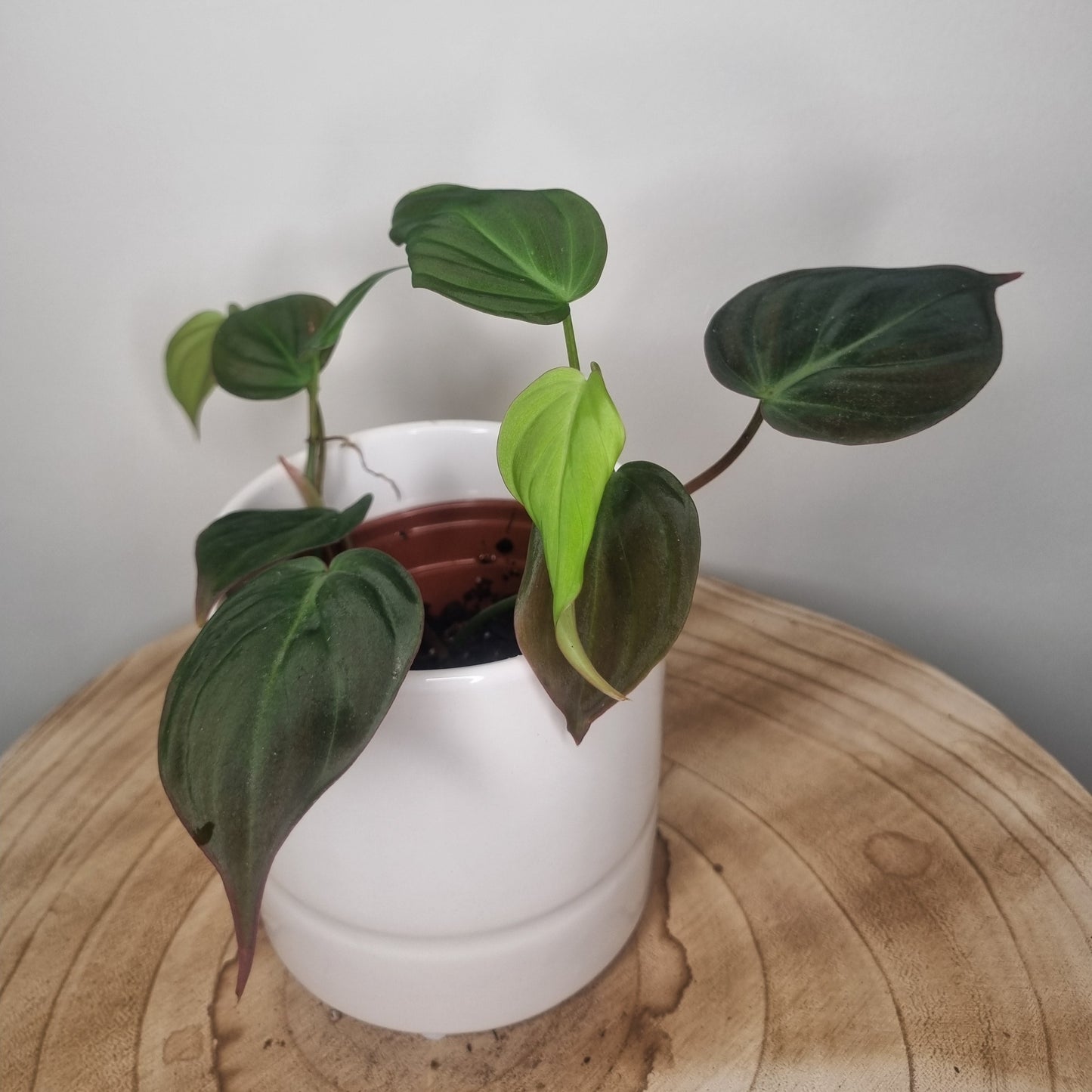 Philodendron Micans