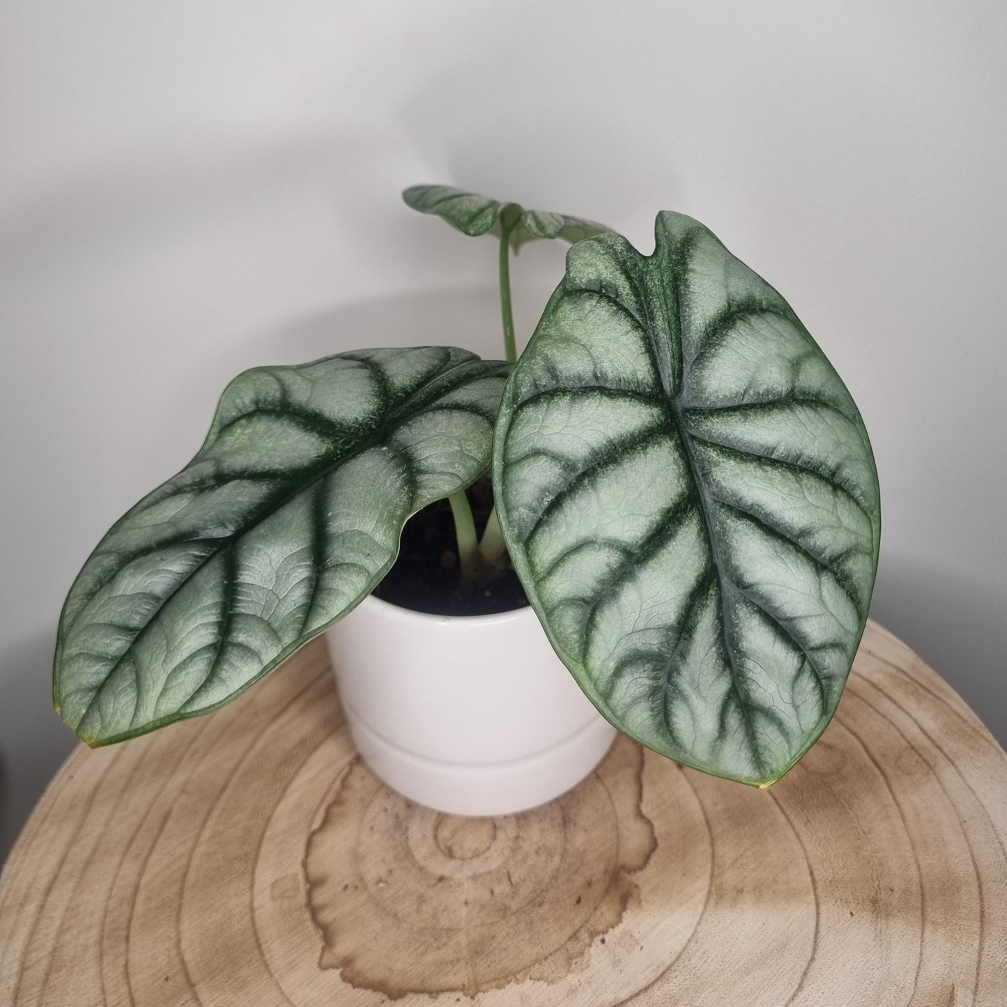 Alocasia Silver Dragon