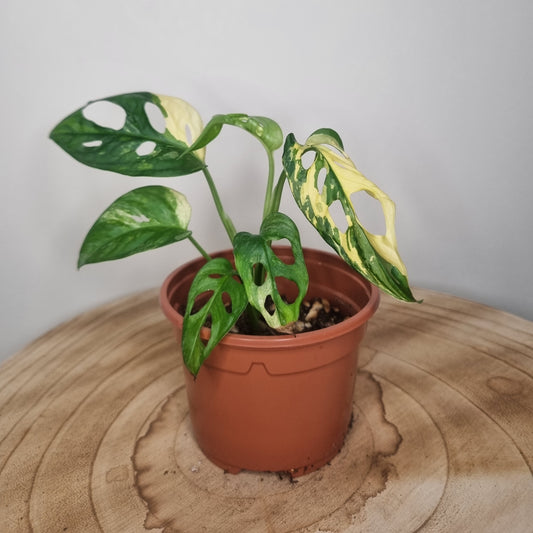 Monstera Adansonii Variegata