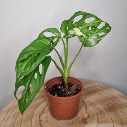 Monstera Adansonii Variegata