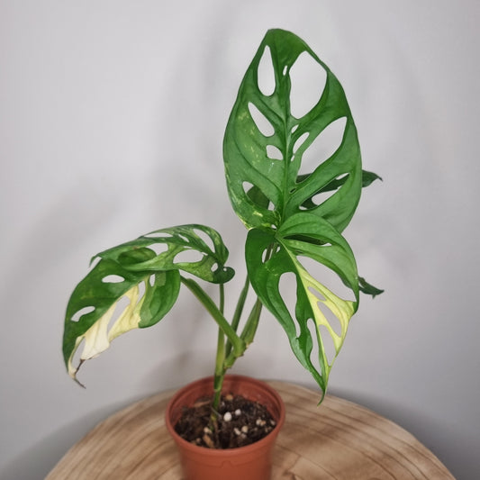 Monstera Adansonii Variegata