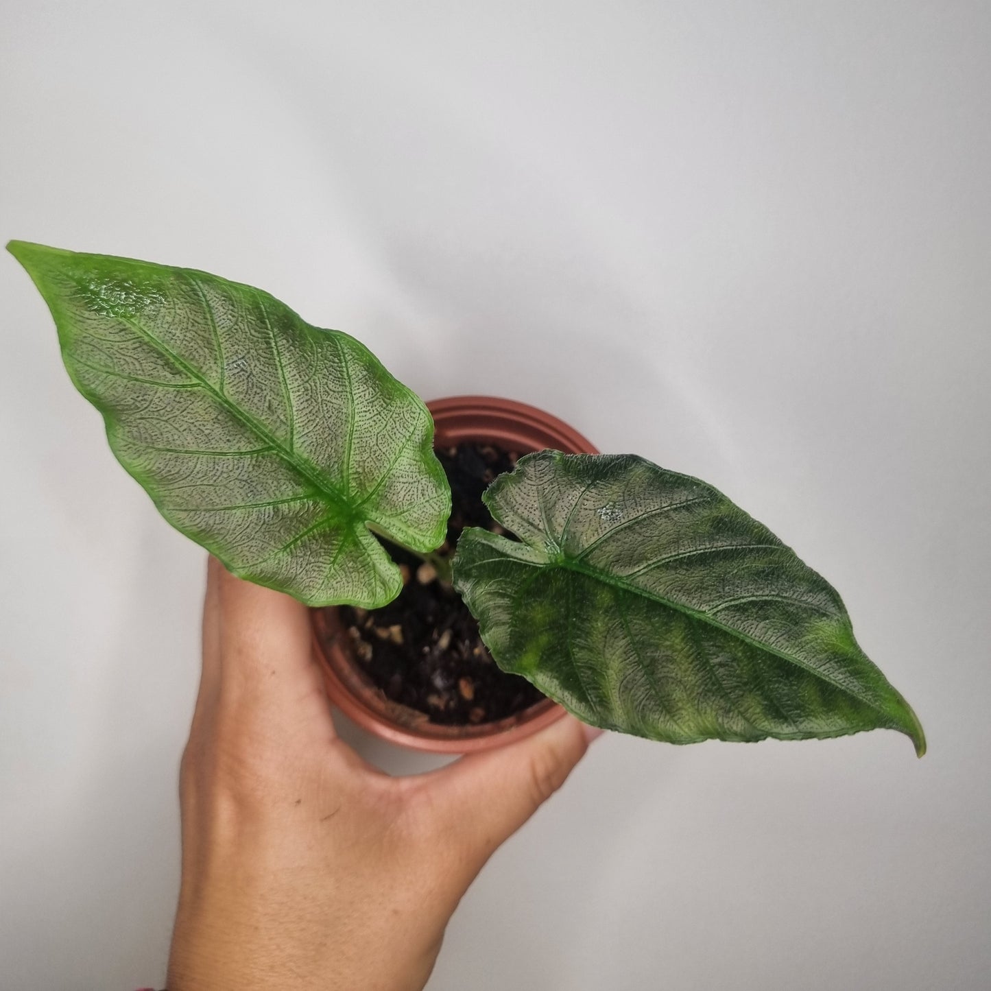 Alocasia Antoro Velvet