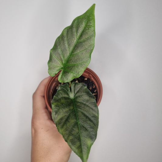 Alocasia Antoro Velvet