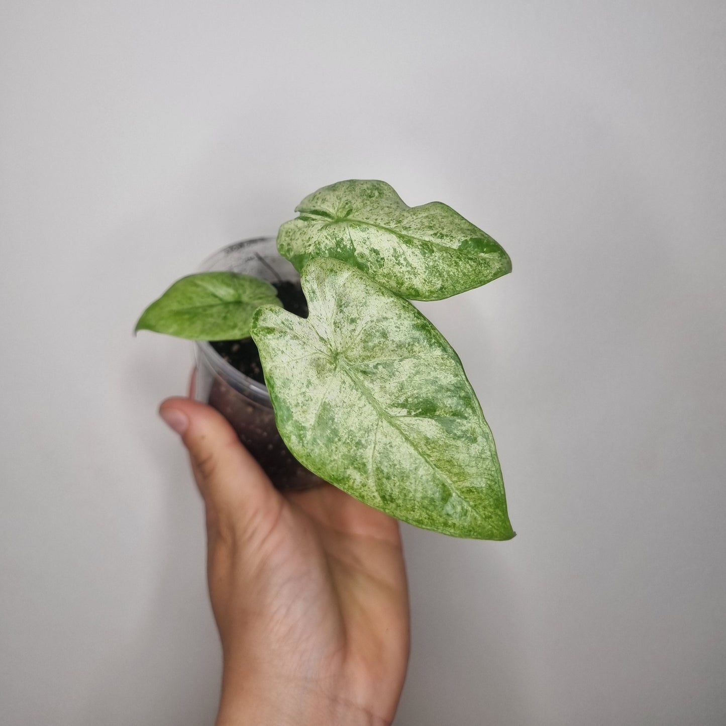 Bouture Alocasia Macrorrhiza Splash