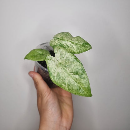 Bouture Alocasia Macrorrhiza Splash