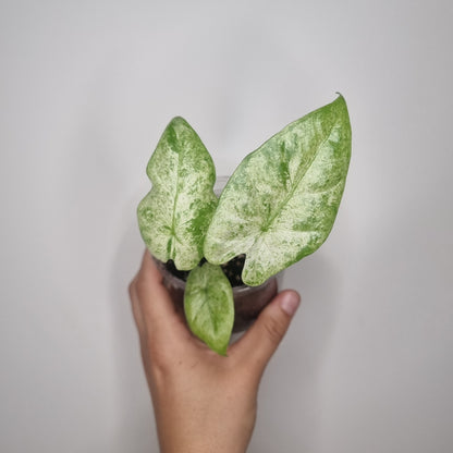 Bouture Alocasia Macrorrhiza Splash