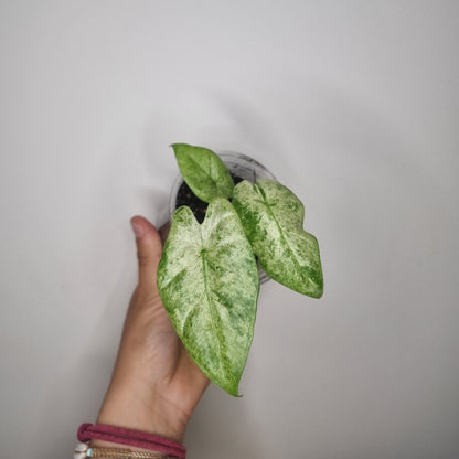 Bouture Alocasia Macrorrhiza Splash