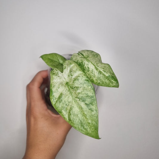 Bouture Alocasia Macrorrhiza Splash