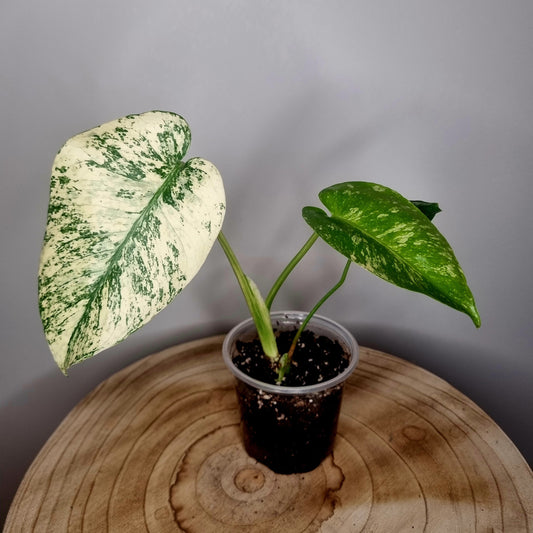 Monstera Deliciosa Mint